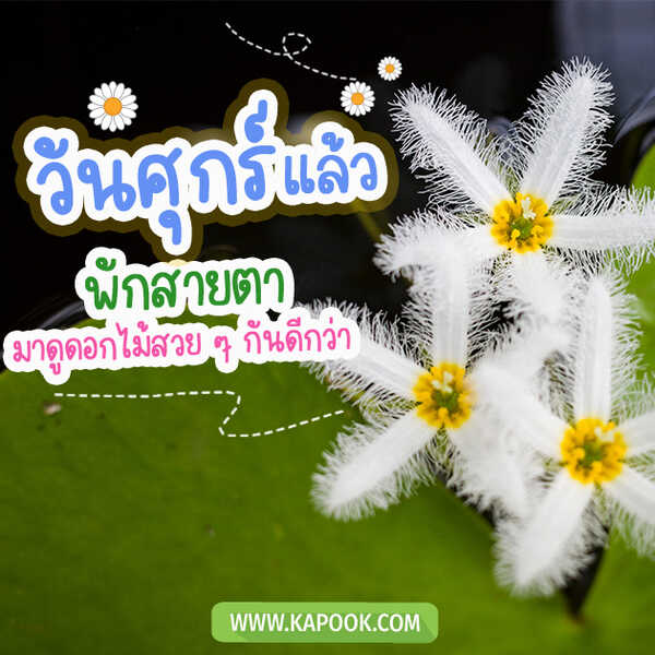 วันศุกร์แล้ว พักสายตา มาดูดอกไม้สวย ๆ กันดีกว่า