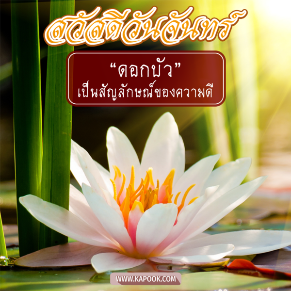 รูปสวัสดีวันจันทร์ ดอกบัว เป็นสัญลักษณ์ของความดี