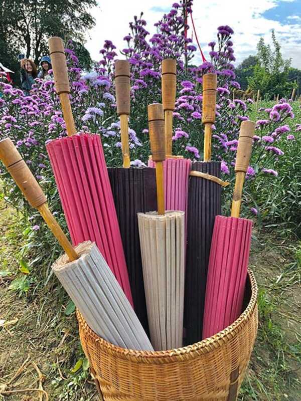 ทุ่งดอกมากาเร็ต