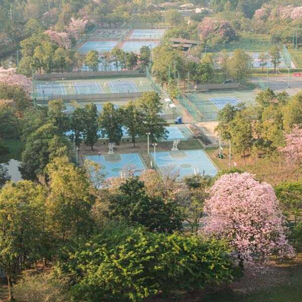 ชมพูพันธุ์ทิพย์ สวนรถไฟ