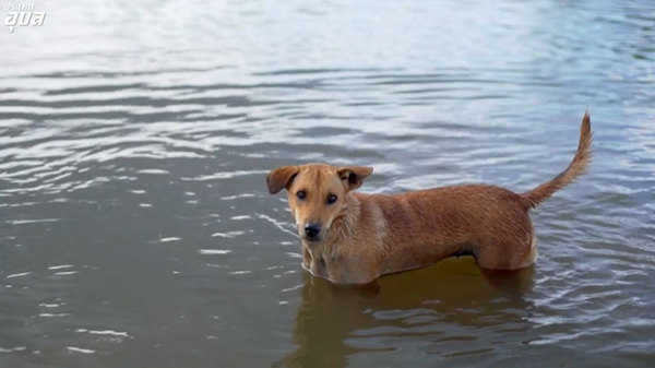 หมาท่ากก