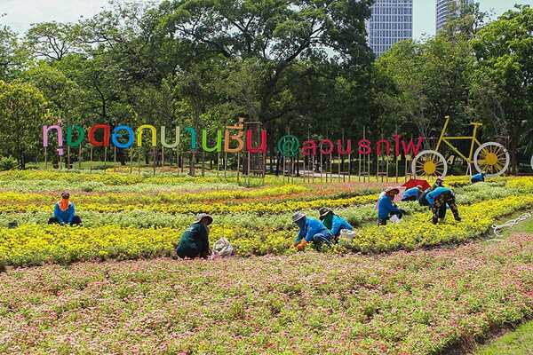 ทุ่งดอกบานชื่น สวนรถไฟ