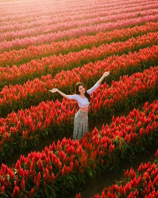 Mai Davika radiates a walk in the middle of the flower field. Wow … that's  a fairy.