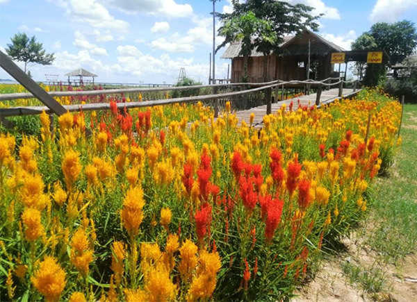 ทุ่งดอกไม้สุพรรณบุรี