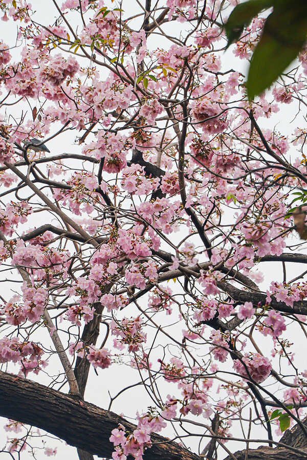 ชมพูพันธุ์ทิพย์ สวนจตุจักร 2569