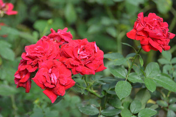 เที่ยววันหยุด