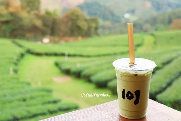 ไร่ชา 101
