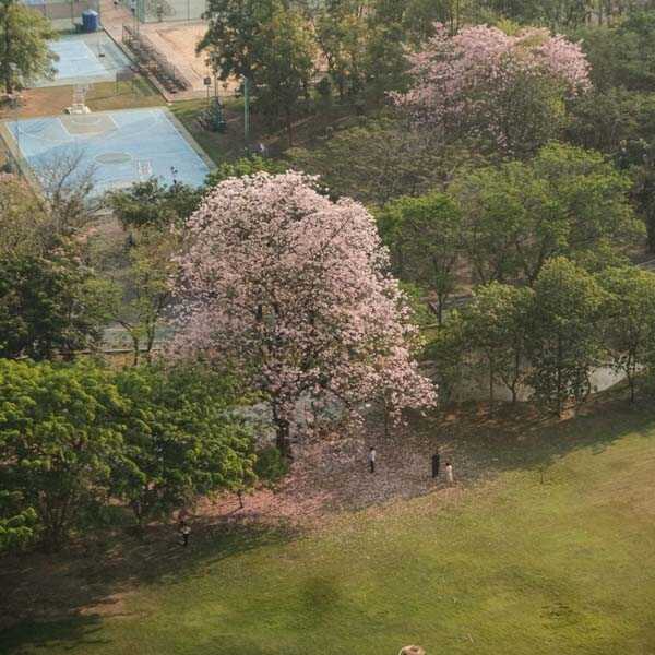 ชมพูพันธุ์ทิพย์ สวนรถไฟ