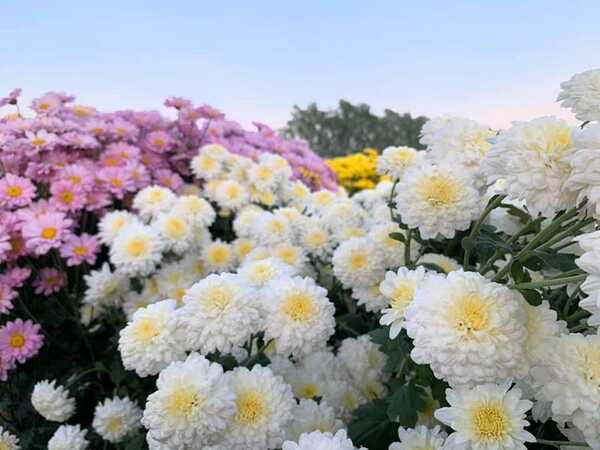 สวนดอกไม้พ่อหลวงชัชร์ เชียงใหม่