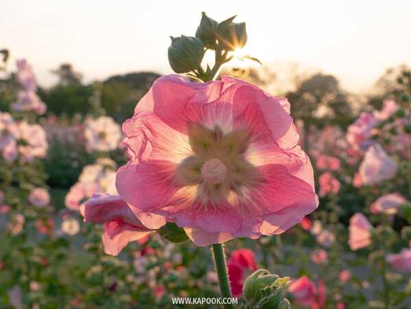 ทุ่งดอกฮอลลี่ฮ็อค สวนจตุจักร