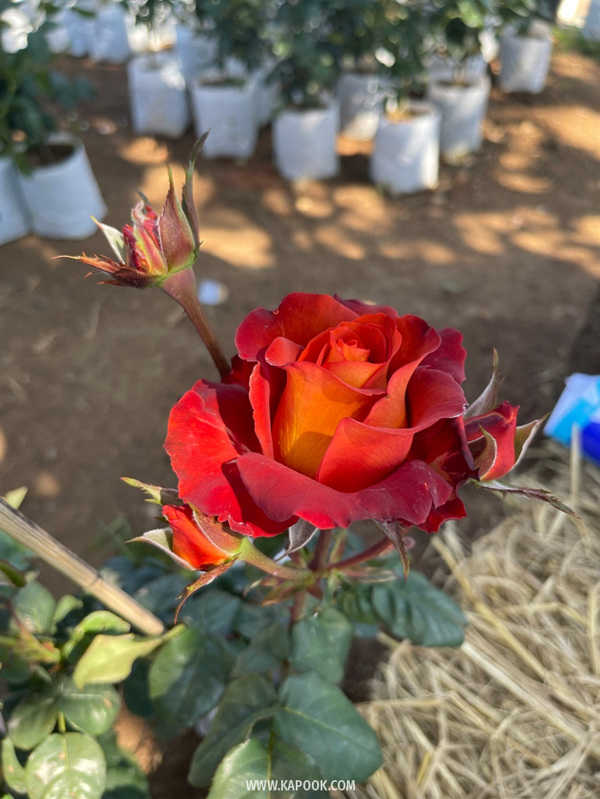 Chiang Mai Blooms 2022