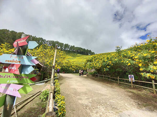 ทุ่งดอกบัวตอง 2564