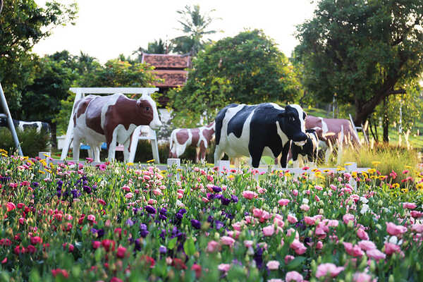 เทศกาลชมสวน 2563 อุทยานหลวงราชพฤกษ์