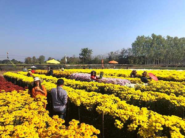 สวนดอกไม้พ่อหลวงชัชร์ เชียงใหม่