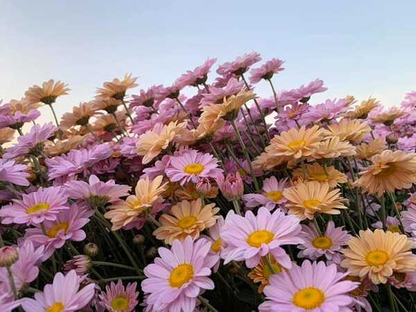 สวนดอกไม้พ่อหลวงชัชร์ เชียงใหม่