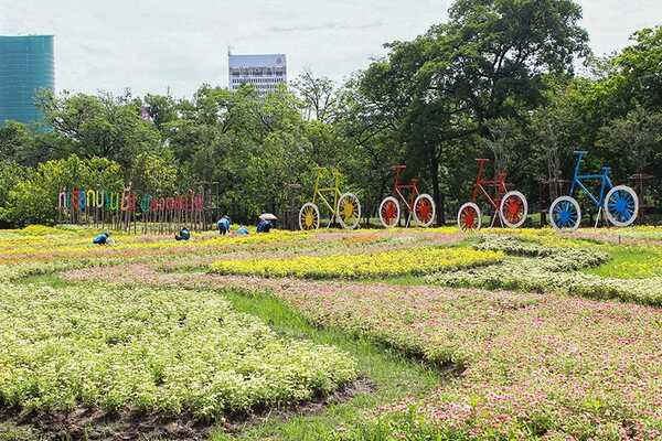 ทุ่งดอกบานชื่น สวนรถไฟ