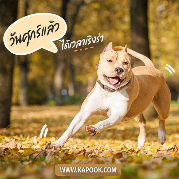 สวัสดีวันศุกร์