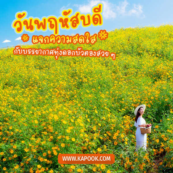สวัสดีวันพฤหัสฯ แจกความสดใส กับบรรยากาศทุ่งดอกบัวตองสวย ๆ