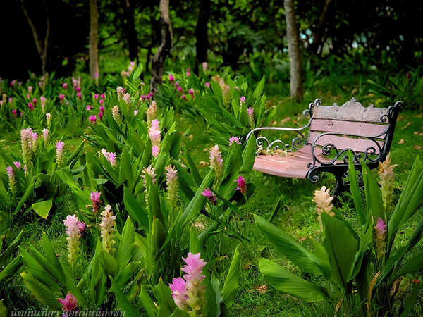งานสีสรรพรรณไม้ เทิดไท้บรมราชินีนาถ ครั้งที่ 18 