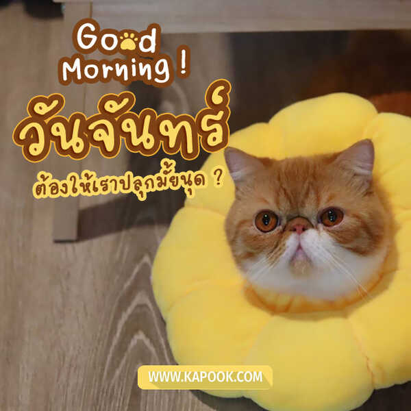 รูปสวัสดีวันจันทร์ ต้องให้เราปลุกมั้ยนุด ?