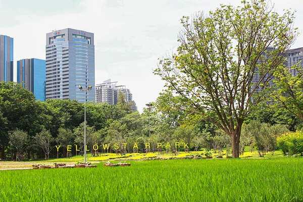 ทุ่งดอกบานชื่น สวนรถไฟ