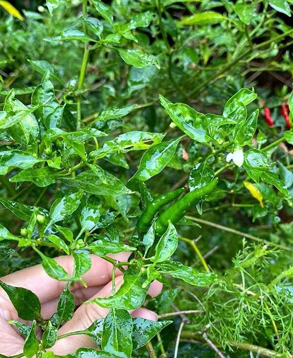 ต้นพริก