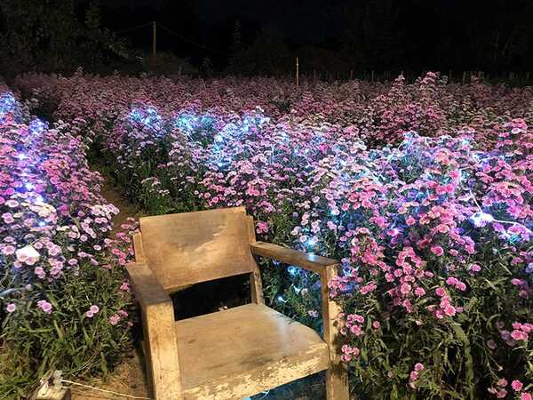 ทุ่งดอกมากาเร็ต