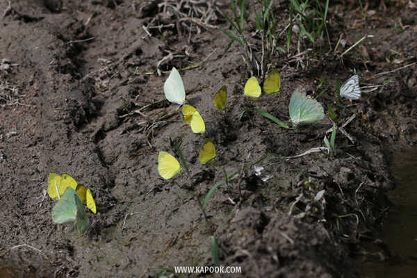 ป่าวังจันทร์