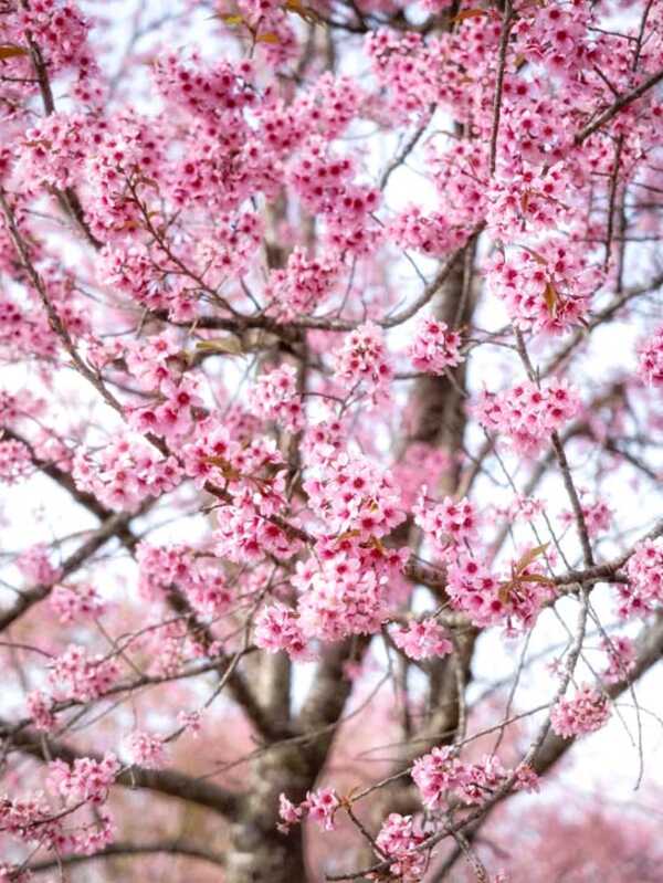 ภูลมโล