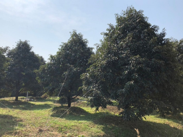 พาชมสวนทุเรียน