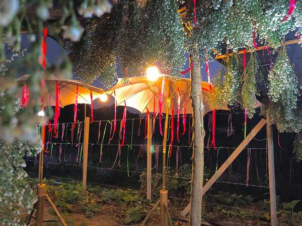 ทุ่งดอกมากาเร็ต