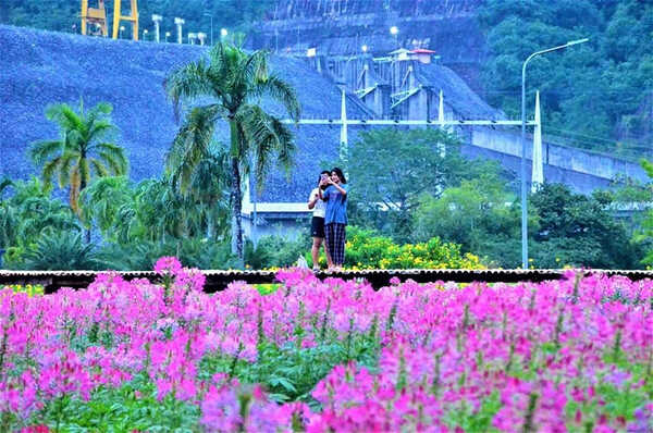 ทุ่งดอกเสี้ยนฝรั่ง เขื่อนวชิราลงกรณ