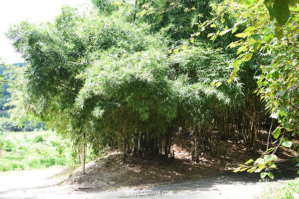 ป่าวังจันทร์