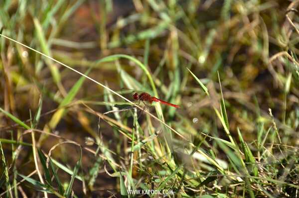 เที่ยวพัทยาเส้นทางใหม่ชุมชนวิถีเกษตรและวัฒนธรรม