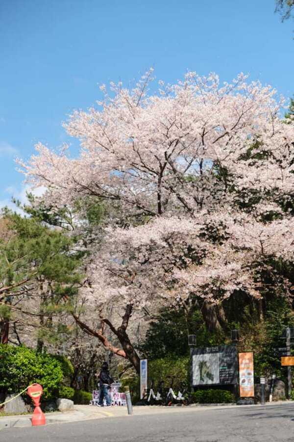 Ansan Cherry Blossom Walkway,