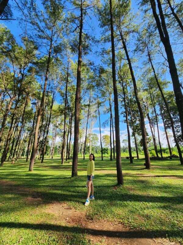 สวนสนแม่แตง