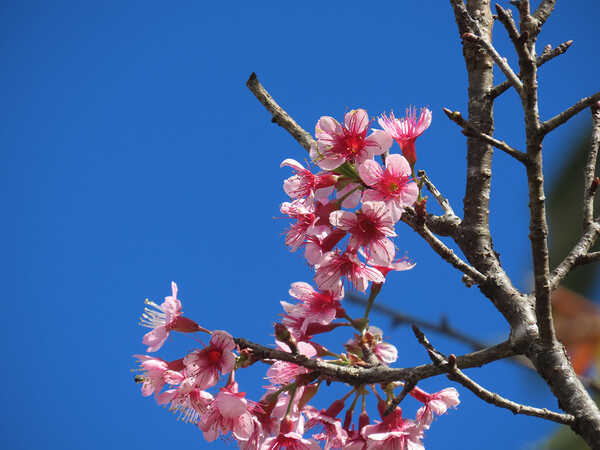 ดอกนางพญาเสือโคร่ง