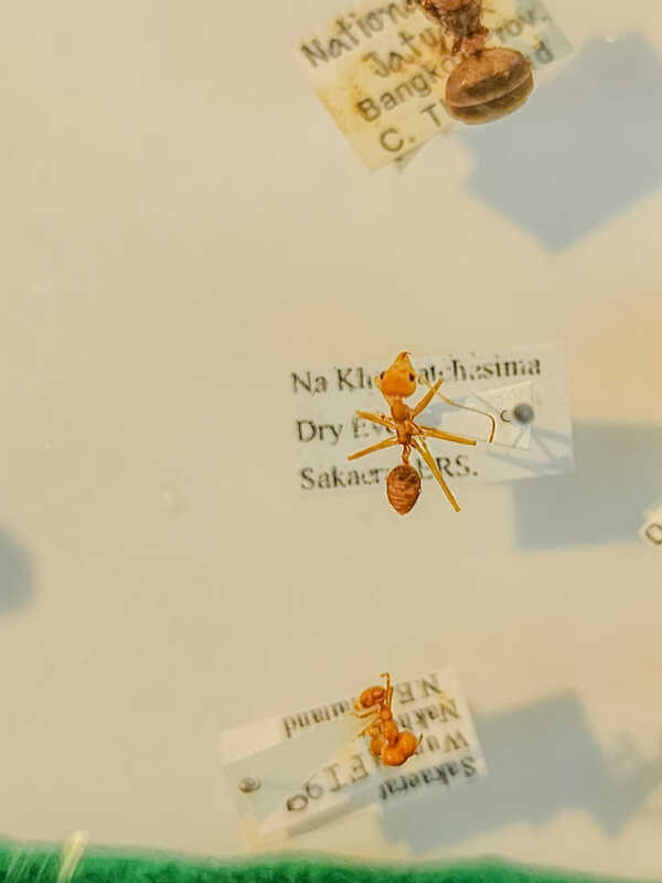 Ant Museum
