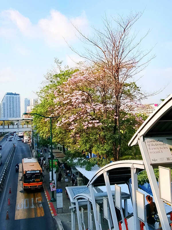 ชมพูพันธุ์ทิพย์ สวนจตุจักร 2569