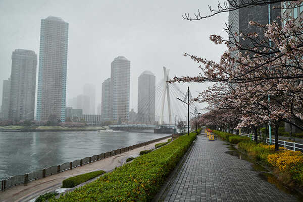 ซากุระ 2020