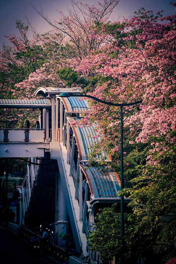 ชมพูพันธุ์ทิพย์ สวนจตุจักร 2569