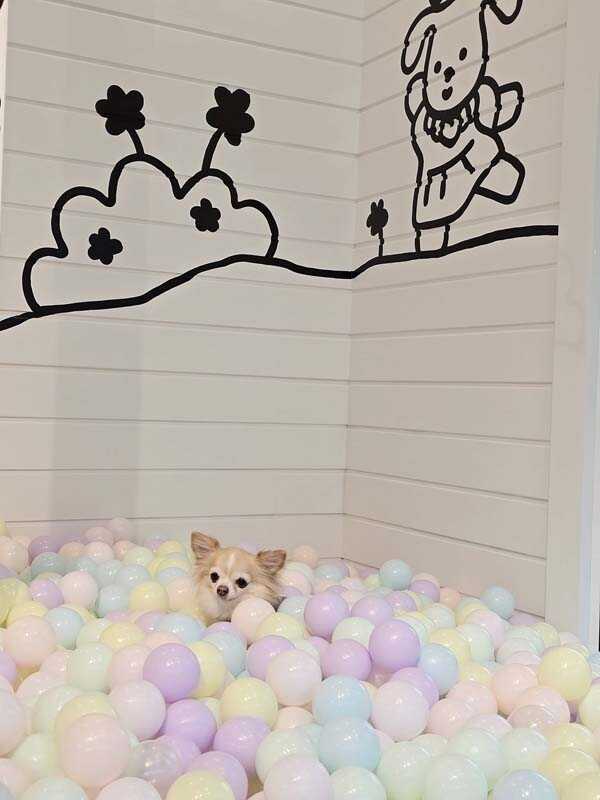 Hey My Paws
