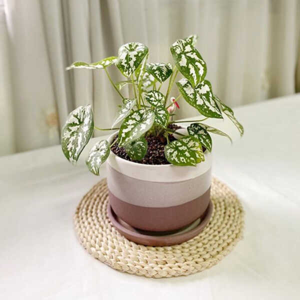 บอนสีพระยาเศวต หรือว่านปัญจเวก 