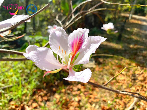 เที่ยวเดือนมีนาคม 66