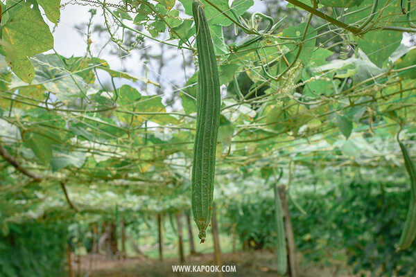 ผักวังจันทร์