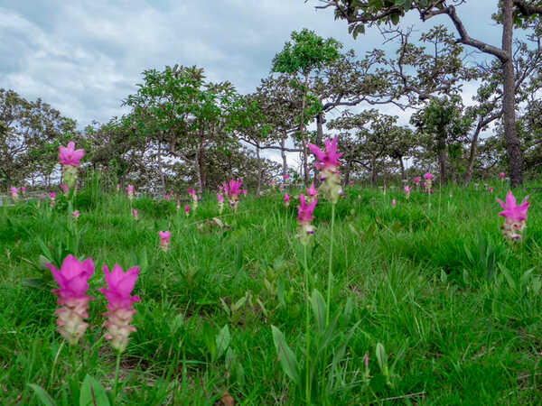 อุทยานแห่งชาติป่าหินงาม