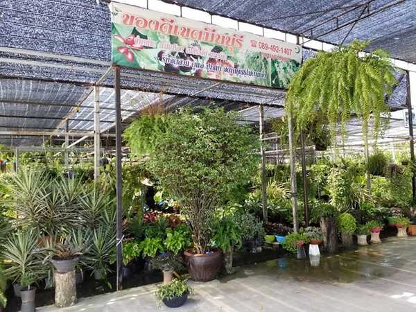 ตลาดต้นไม้