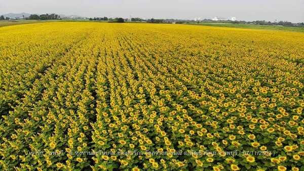 ทุ่งทานตะวัน ลพบุรี