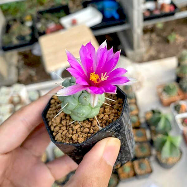 Aeycactus