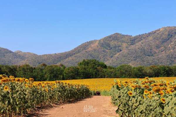 ทุ่งทานตะวันไร่วิชาญ